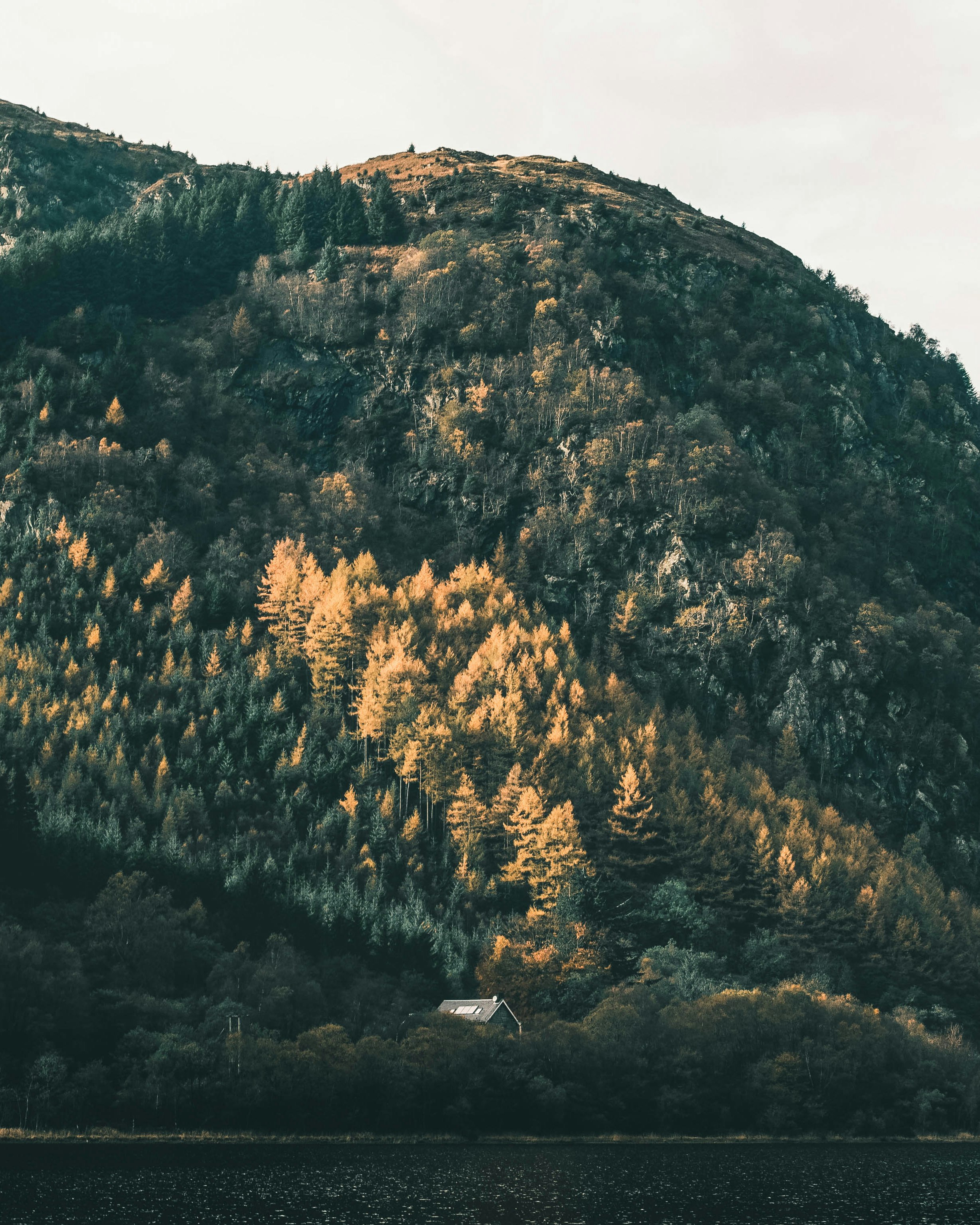 green and yellow trees on mountain